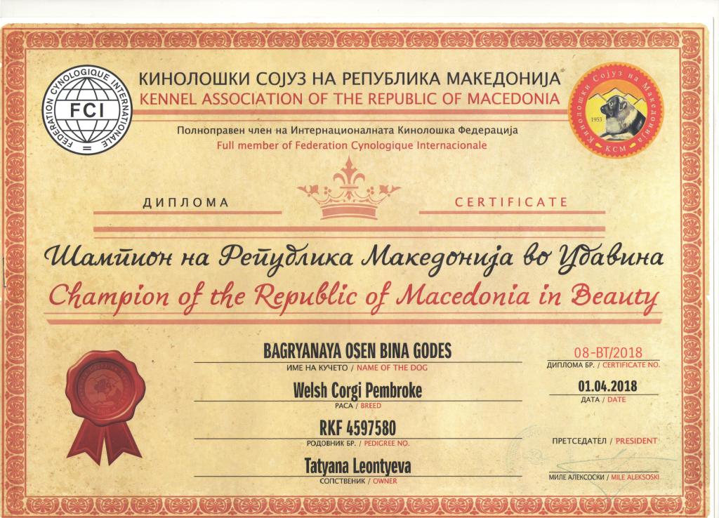 Чемпион Македонии - Диплом Бины 4