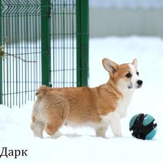 Щенки Вельш Корги Пемброк готовые к переезду - Дарк