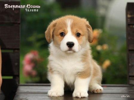 Свободные щенки Вельш Корги Пемброк готовые к переезду в новый дом - Чилита