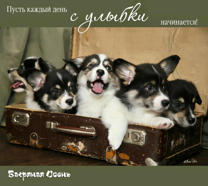 Щенки Вельш Корги Пемброк в питомнике Багряная осень готовые к переезду в новые дома
