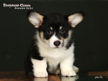 bonita beil IMG 5708