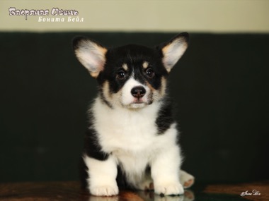 bonita beil IMG 5711