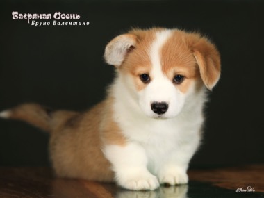 bruno valentino IMG 5712