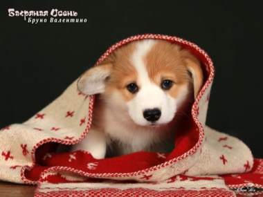 bruno valentino IMG 5714