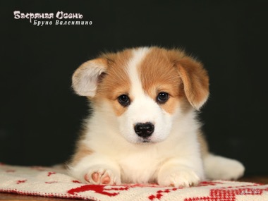 bruno valentino IMG 5715