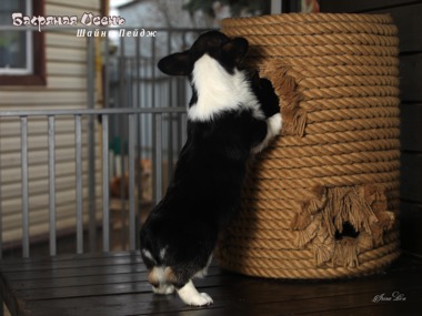 shaini page IMG 2934