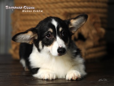 shaini page IMG 2958