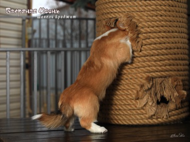 shanel bridgit IMG 2926