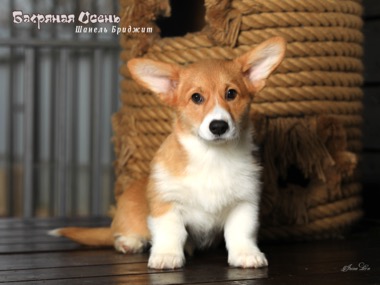 shanel bridgit IMG 2928