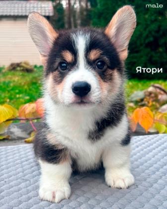 Готовый к переезду щенок Вельш Корги помета 2025 года - Ятори