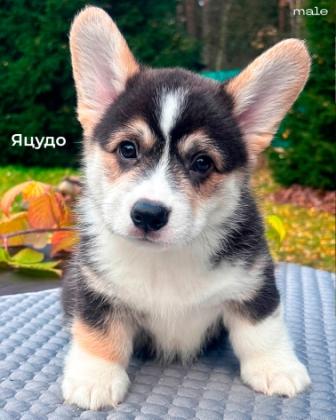 Готовый к переезду щенок Вельш Корги Пемброк помета 2025 года - Яцудо