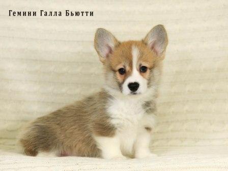 Щенки Вельш Корги Пемброк помета 2026 года готовые к переезду в новые дома - Гемини Галла Бьютти